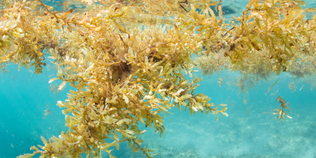Sargassum collection and beach cleaning operations in Quintana Roo by ENSOL team