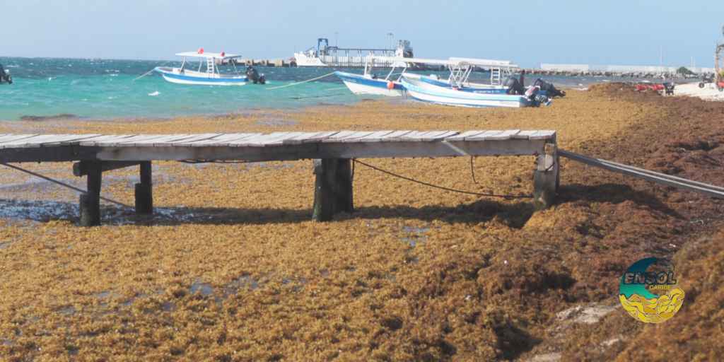 Sargassum accumulation affecting the beaches of Quintana Roo, Mexico.